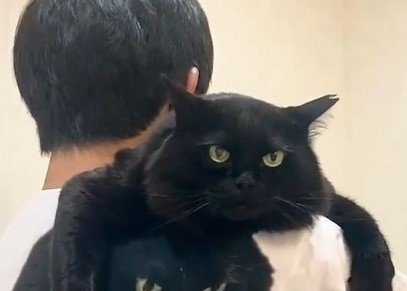 飼い主さんと猫