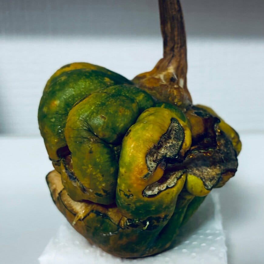 横から見たしわの寄ったカボチャ