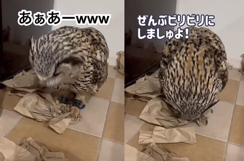 投稿動画のワンシーン