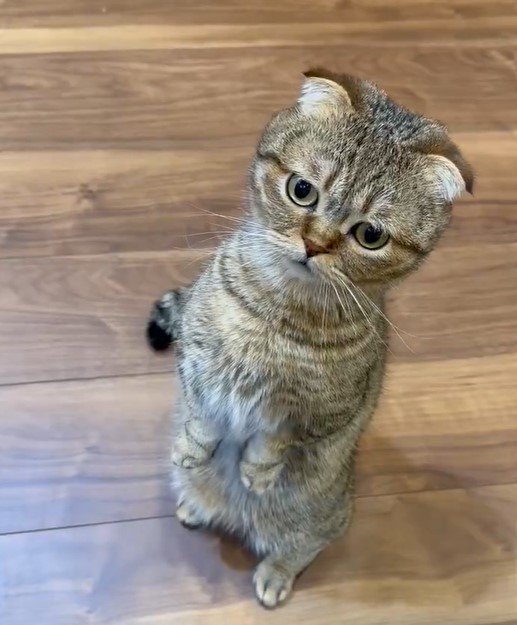 おしゃべり上手な猫