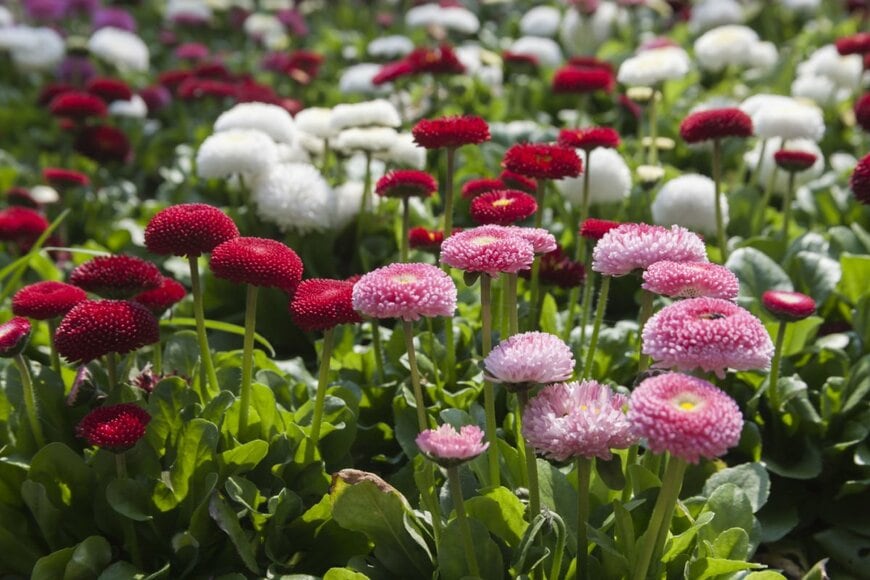 赤白ピンクのデージー(ヒナギク)が咲いている