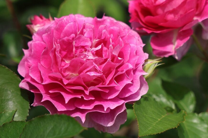 鮮やかなピンクの花を咲かせている、シェエラザード