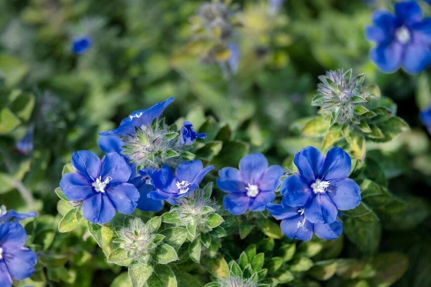 春から晩秋まで長く咲き、ブルーの花が愛らしい「エボルブルス」