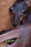 【動物園】人工哺育で育つカンガルーの赤ちゃん、飼育員お手製「お母さんの袋」に大喜びする姿が可愛すぎる！【愛媛県】