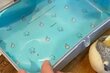 古代魚を模したパンを使用する「サンドイッチ弁当」　ユーモアあふれる発想に「可愛すぎます」