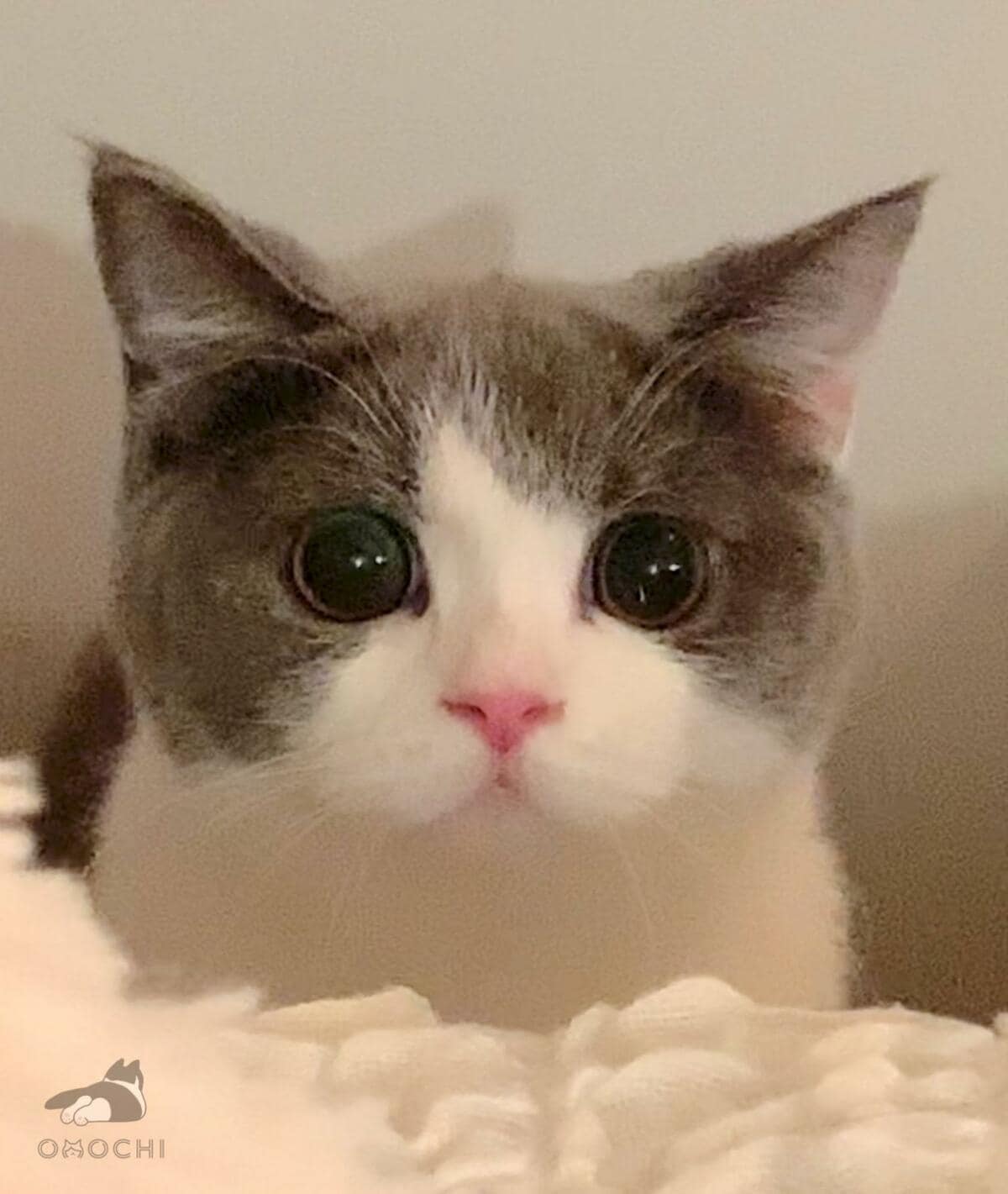 たかしちゃん　まん丸に寝ている猫 resized_2ac276b3-5c76-44c0-