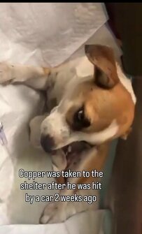 「行かなければ助からなかった」殺処分寸前だった子犬　手術を経て歩けるように