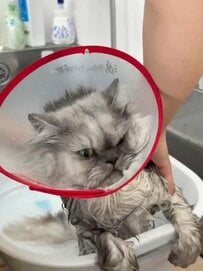 猫ちゃんの毛がシャンプーでボリュームダウン→ふわふわ復活の長毛が「めっちゃゴージャス！」と話題