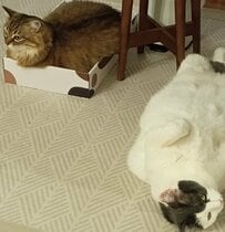 「健康意識高い系」（？）ぬくぬく温活中の猫ちゃん達が可愛すぎる