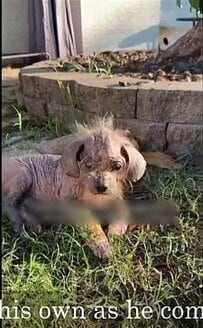 「もう安全で、愛されている」毛が抜け落ちるほど衰弱した子犬フレディの回復に反響