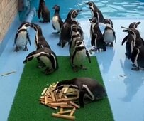 【神戸市立王子動物園】ペンギン「早い者勝ちなの？」大慌てで巣材を取りに来るペンギンがかわいい「お一人様、一本ずつでお願いします」（兵庫県）
