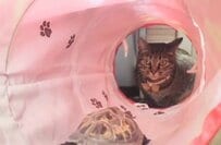 「待っててほしい」トンネルの向こうで待つ猫の元へ向かう亀→切なくかわいい結末に笑ってしまう