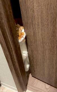 物凄い顔でドアを開ける猫　まさかの「日課」に笑ってしまう