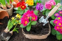 たった3苗で【早春の寄せ植えづくり】初心者でも「センスよくきまる」おしゃれな組み合わせ3例