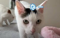 【ご飯が待ちきれない猫ちゃん】飼い主さんへのアピールが可愛すぎる！癒される人続出