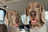 パパの運転でニッコニコの犬　ママが運転手になった瞬間…爆笑の表情に大反響