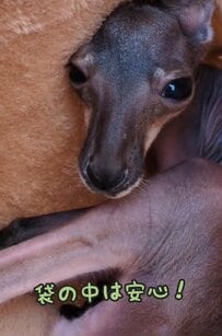 【動物園】人工哺育で育つカンガルーの赤ちゃん、飼育員お手製「お母さんの袋」に大喜びする姿が可愛すぎる！【愛媛県】