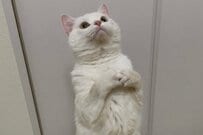 お手手を組んで「お願いポーズする猫ちゃん」がキュート　休みの延長を願う真っ白猫ちゃん