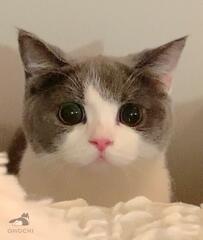 まん丸おめめが可愛い猫ちゃんの4年後に注目！愛らしすぎる「成長姿」に癒される日人が続出