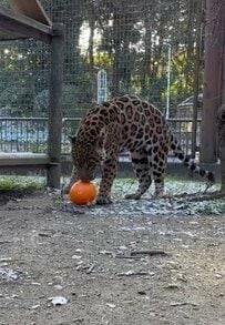 【とべ動物園】「やっぱり大きな猫」プレゼントされた”ブイ”で華麗なドリブルを披露するジャガーに「ネコと同じ」の声（愛媛県）