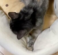 寝起きの猫ちゃんについた寝ぐせ　まるで人間のような姿に癒される人が続出