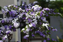 【ガーデニング】姿キレイで香り良し「美しい花が咲く低木7選」