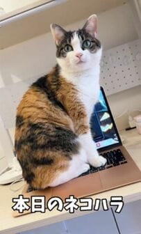 かまってほしい猫ちゃんの決死の"ネコハラ"に仕事中の飼い主もお手上げ SNSメロメロ「ネコハラされたい」の声