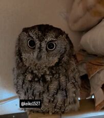 【うっとりするフクロウ】「早く撫でて」と鳴く姿が愛おしい！甘えん坊な姿にメロメロ