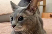 【超かまってちゃん】お尻をトントンされて「テンション爆上がりな猫」　あまりにも激しすぎる行動にキュン