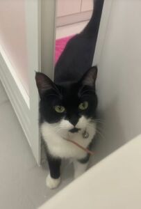  「まだ出てこないのー？」飼い主さんをお風呂まで迎えに来る猫ちゃんにSNSユーザーがメロメロ