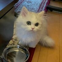 生後3ヶ月で迎えた猫→クールな“イケニャン”に成長した姿に「映画のワンシーンみたい」の声