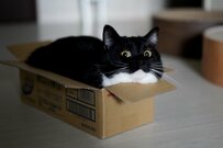 【3万いいね】箱におさまった猫さん、表情の変化がたまらん！「Tシャツにして」と大反響