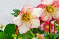 【ガーデニング】秋冬に咲く多年草おすすめ7選！植えっぱなしでも育てやすい美しき花々