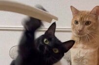 「謎のおもちゃに反応」する2匹の猫　まったく違う様子に「かわいいかよ」