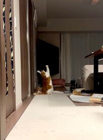 帰宅すると「祈りをささげていた猫」　正面から見た様子に思わず悶絶！？