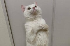 お手手を組んで「お願いポーズする猫ちゃん」がキュート　休みの延長を願う真っ白猫ちゃん