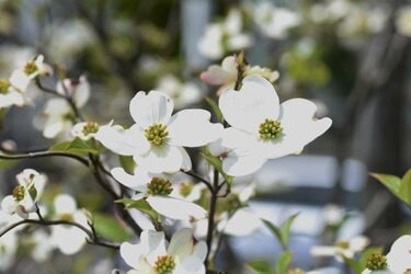 外階段や玄関まわりに《わが家のシンボルツリーにお迎えしたい》春の