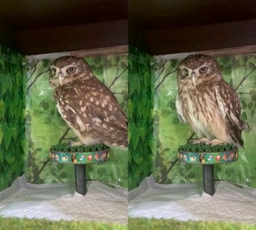 羽をくわえたフクロウ】羽で謎の遊びをするフクロウさん…「キリッ」と