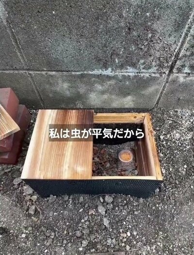 変身後の昆虫観察ハウス