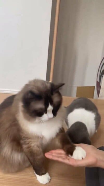 お手をするコテツくん