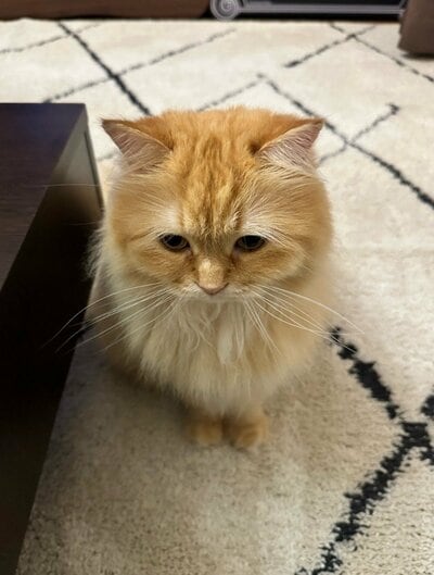 帰宅したアカウント主をじっと見つめるエマちゃん