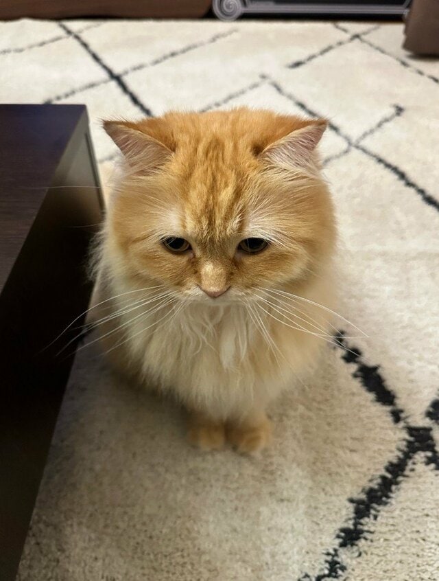 スマホより自分を見てほしい猫 アカウント主敗北も納得の表情がたまらない
