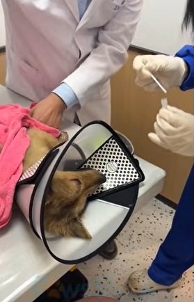 【保護犬】重傷を負った犬を保護…愛情に包まれ笑顔で駆け回る姿に胸が熱くなる