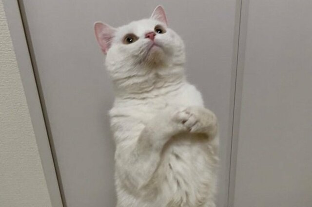 お手手を組んで「お願いポーズする猫ちゃん」がキュート　休みの延長を願う真っ白猫ちゃん