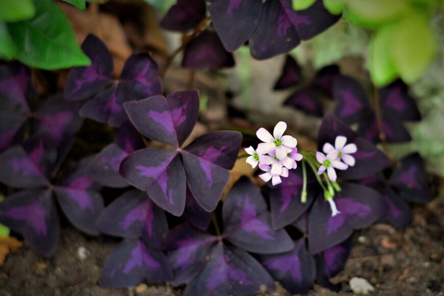 NANCY AYUMI KUNIHIRO/shutterstock.com