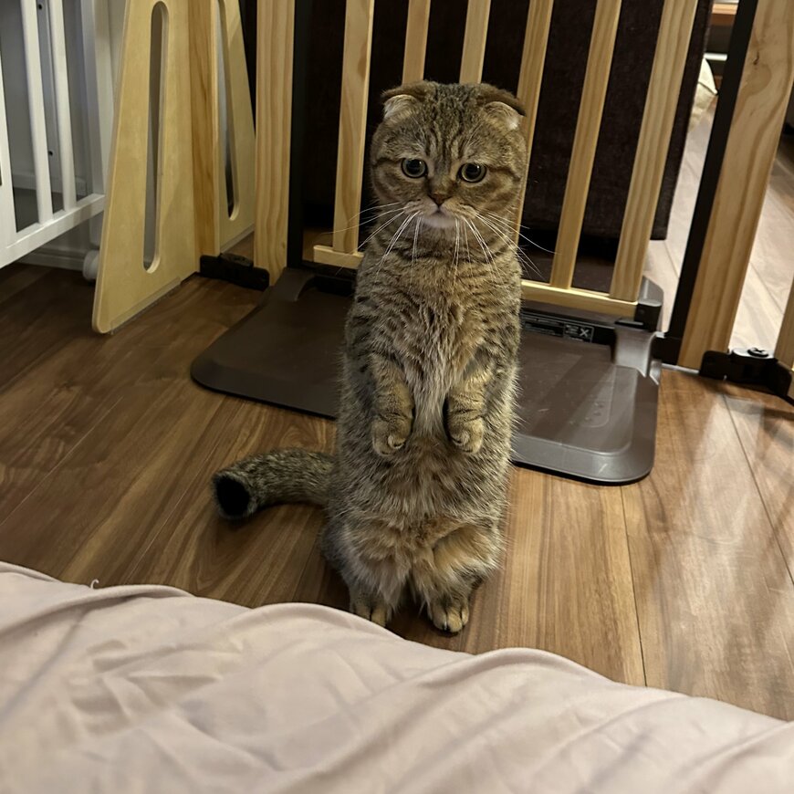 出所：@ponpokopontanu