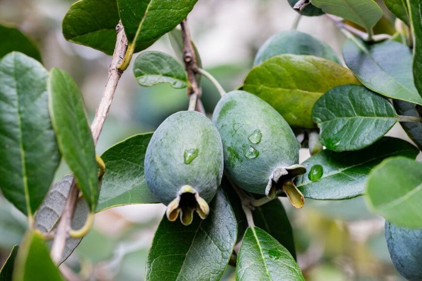 AnnaNel/shutterstock.com