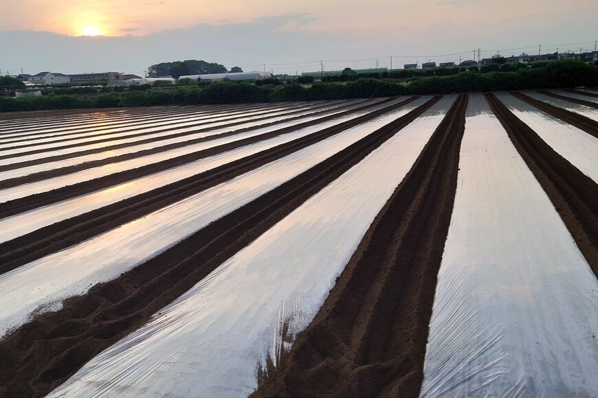 畑の太陽熱消毒（daichi_takara/shutterstock.com）