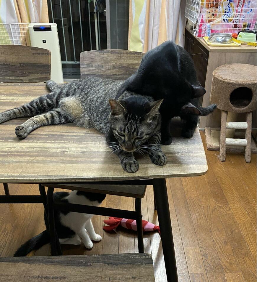 出所：@00shitemita