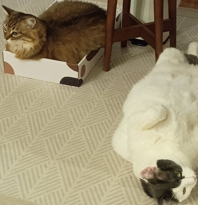 「健康意識高い系」（？）ぬくぬく温活中の猫ちゃん達が可愛すぎる